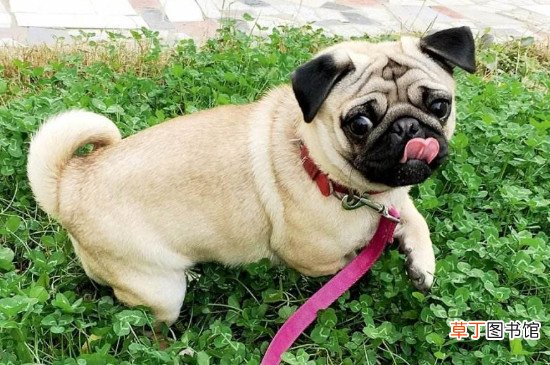巴哥犬怕冷吗