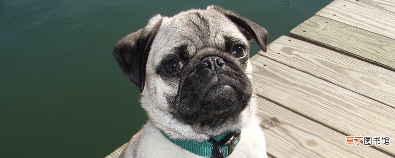 巴哥犬像哮喘一样的