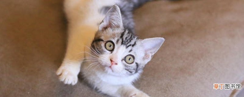 起司猫好养吗