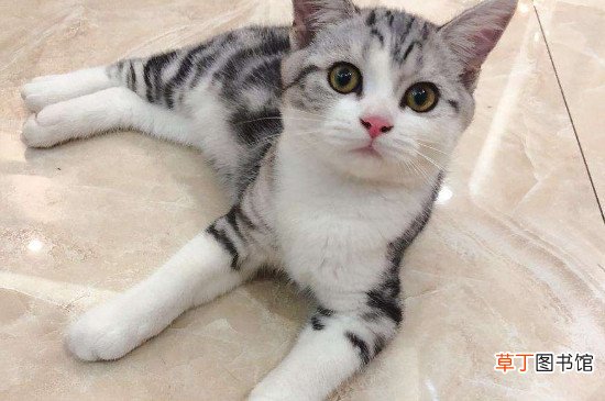 起司猫好养吗