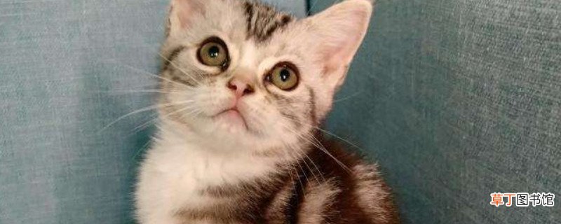 起司猫和美短的区别