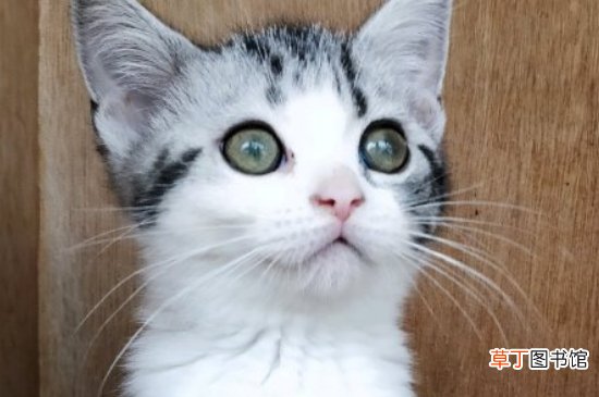 美国短毛猫粘人程度