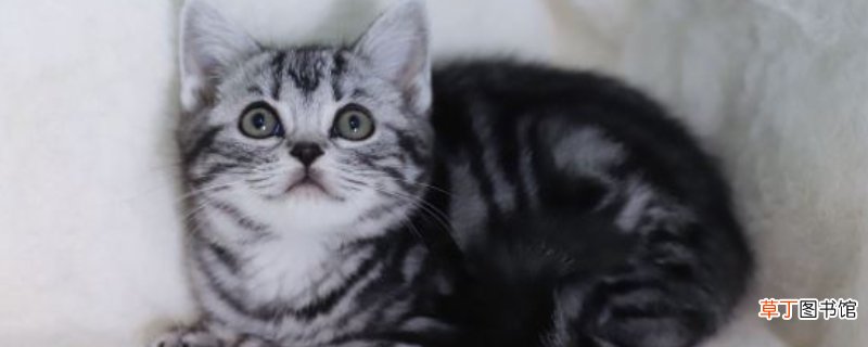 美国短毛猫粘人程度