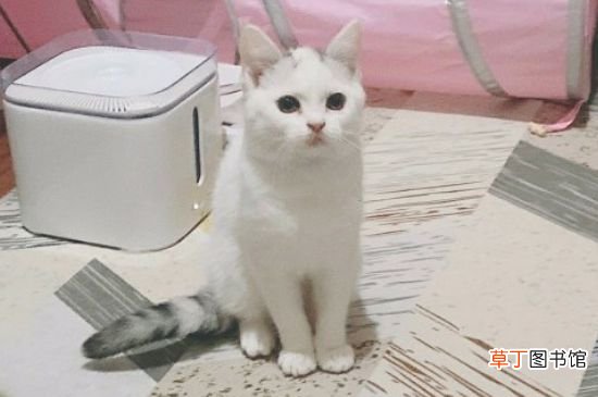 美国短毛猫好养吗