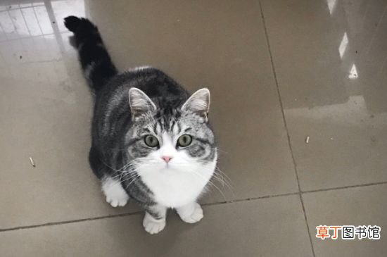 美国短毛猫好养吗