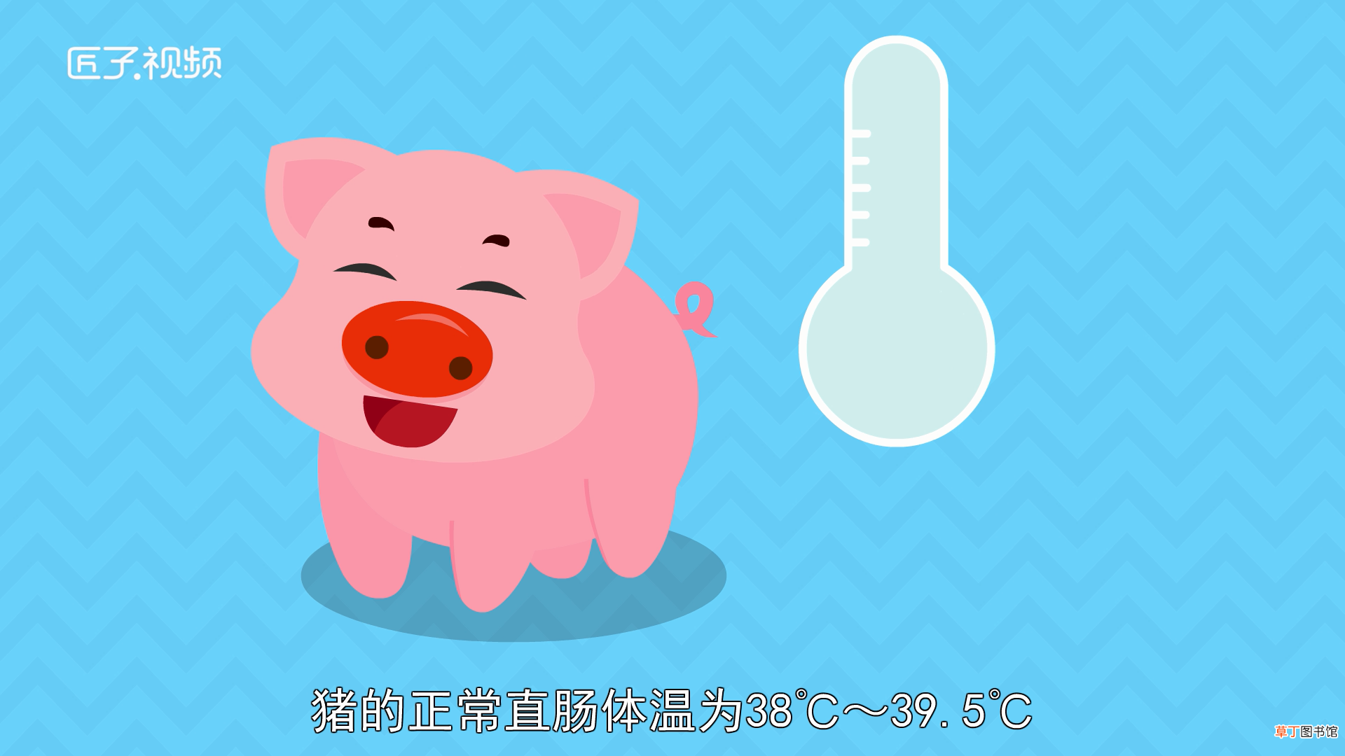 猪正常体温是多少