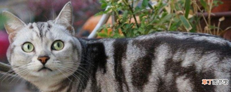 美短猫的性格特点