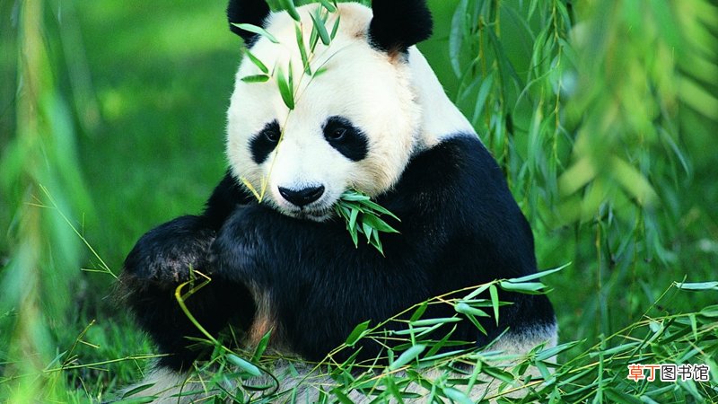 大熊猫睡觉方式是什么