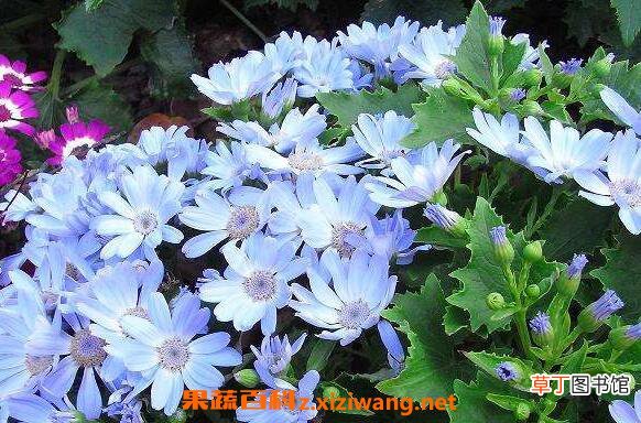 瓜叶菊怎么养 养殖瓜叶菊的注意事项