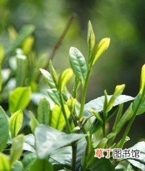 夏季喝绿茶的好处