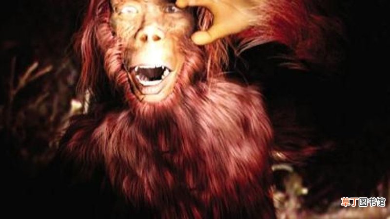 野人真实存在吗