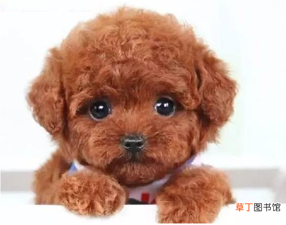 泰迪美容教程 泰迪犬的这些美容步骤