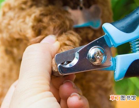 泰迪美容教程 泰迪犬的这些美容步骤