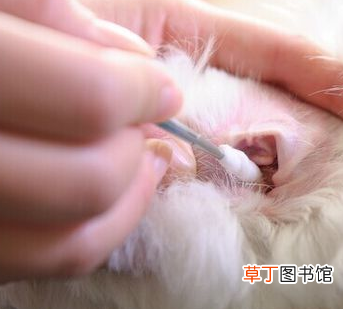 泰迪美容教程 泰迪犬的这些美容步骤