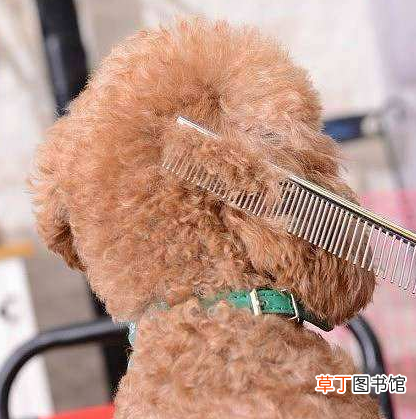 泰迪美容教程 泰迪犬的这些美容步骤