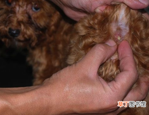 泰迪美容教程 泰迪犬的这些美容步骤