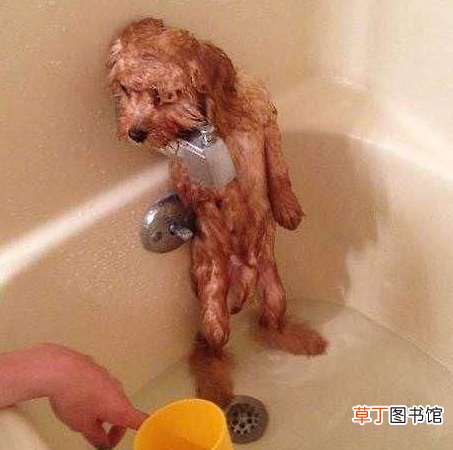 泰迪美容教程 泰迪犬的这些美容步骤