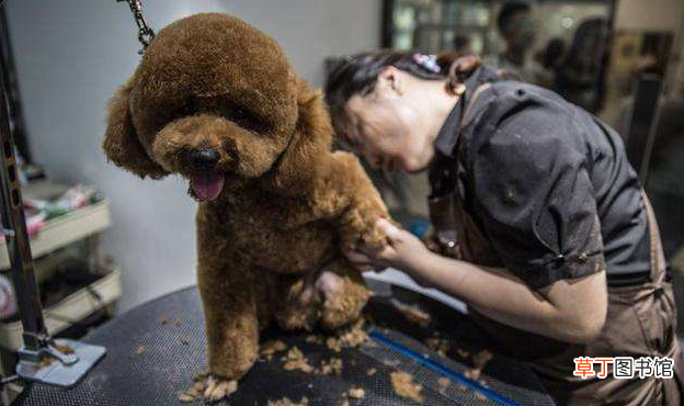 泰迪美容教程 泰迪犬的这些美容步骤