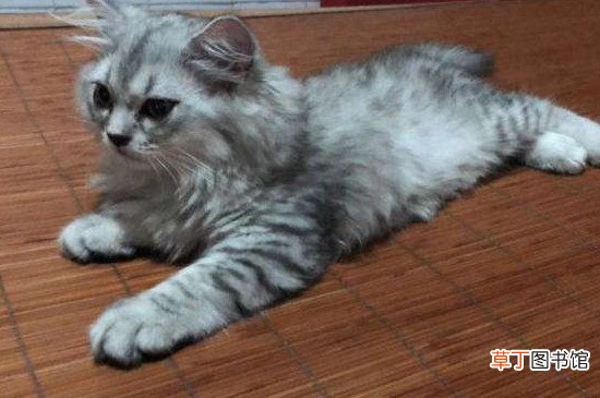 美短返祖猫不值钱吗