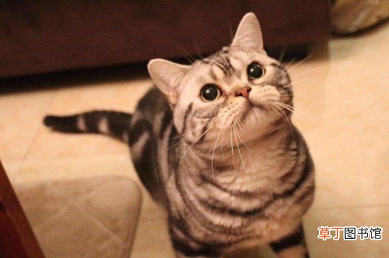 400元买的虎斑猫贵吗，不纯的虎斑猫400贵不贵