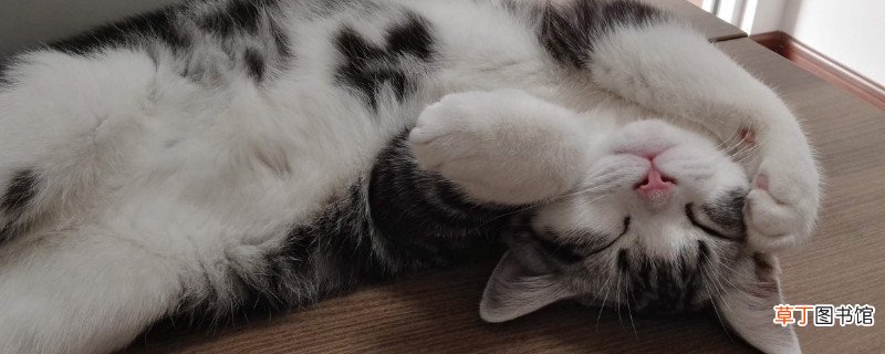 美短有没有尴尬期