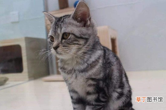 虎斑猫性格好吗，虎斑猫脾气怎么样