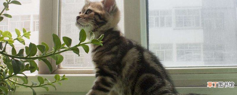 棕虎斑为什么没人要