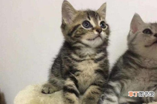 棕虎斑为什么没人要