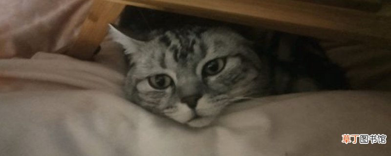 美短虎斑为什么不爱叫，虎斑猫不喜欢叫吗