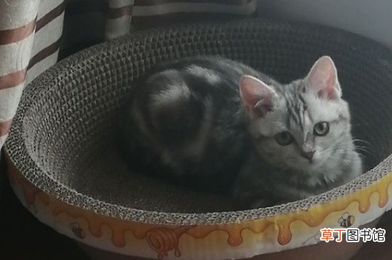 美短虎斑为什么不爱叫，虎斑猫不喜欢叫吗
