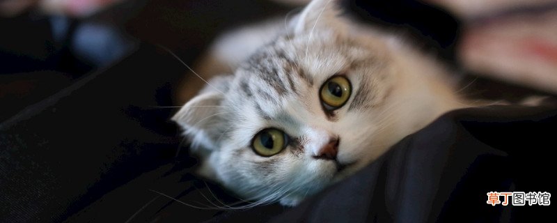 美短猫怀孕多少天生产