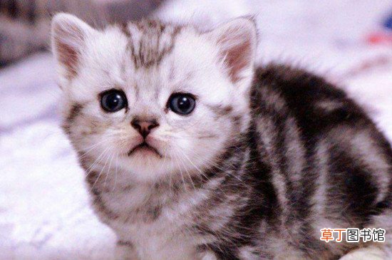 虎斑猫掉毛严重吗