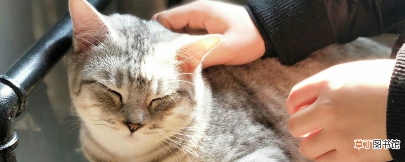 美国短毛猫怎么训练