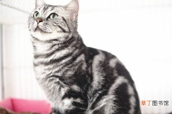 虎斑猫抑制掉毛办法