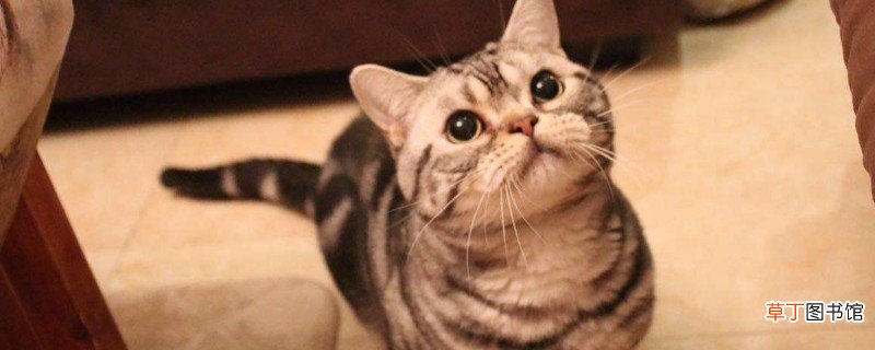 虎斑猫和美短的区别