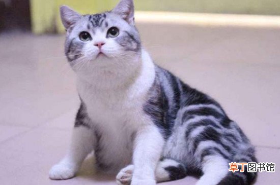 美短猫老咬人原因