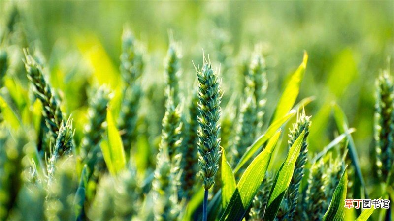 14羟基芸苔素甾醇作用是什么