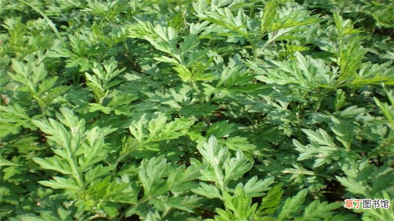 艾草种类怎么区分