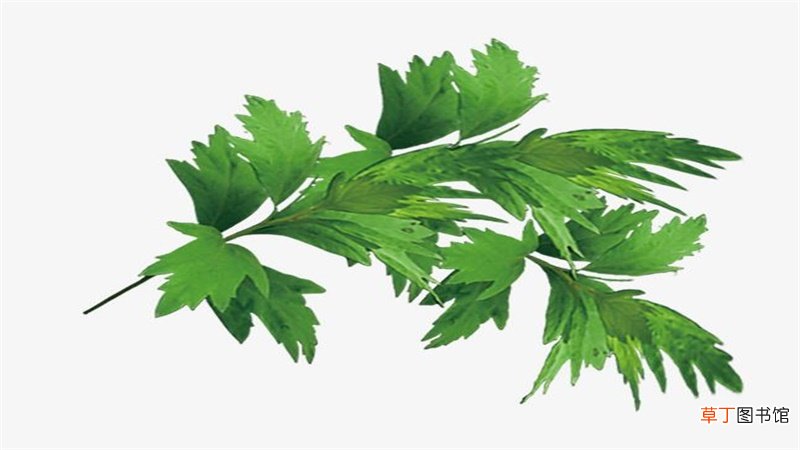 艾草种类怎么区分