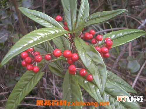 紫金牛的功效与作用 紫金牛怎么吃