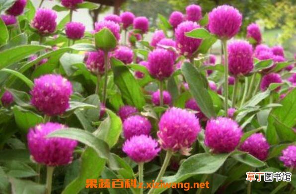 千日红如何播种 千日红怎样育苗