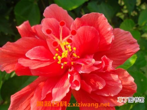 大红花的功效与作用 大红花有什么作用