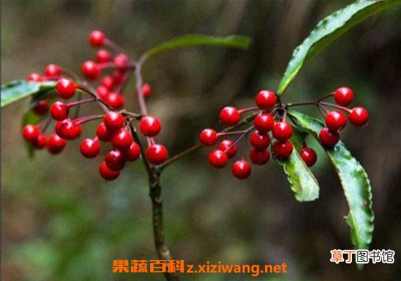 朱砂根与紫金牛的区别