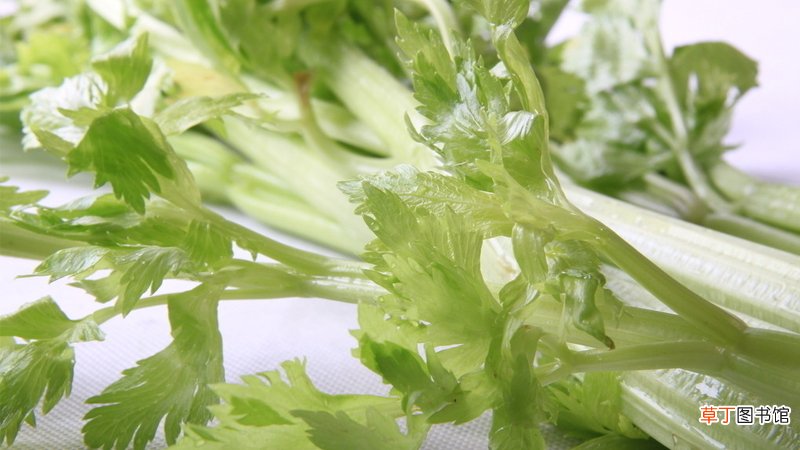 野芹菜叶子可以吃吗