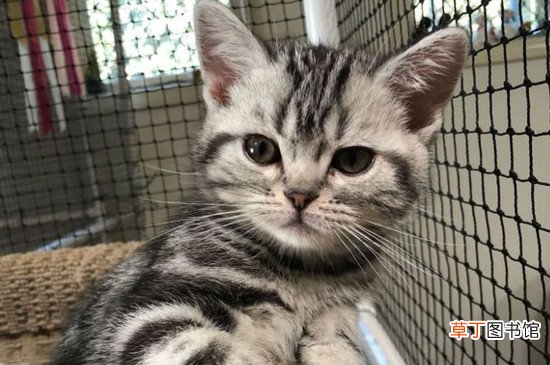 美国短毛猫黏人原因