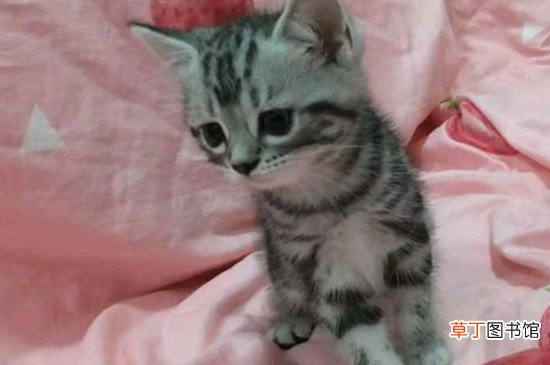 虎斑猫多久认主人