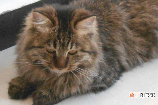 长毛狸花猫和缅因猫区别