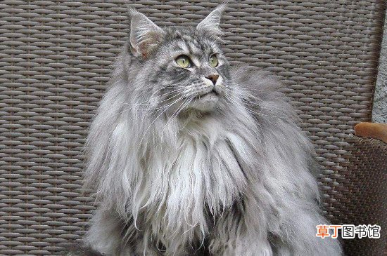 长毛狸花猫和缅因猫区别