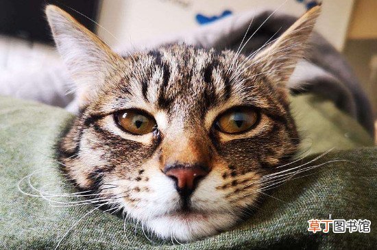 中国狸花猫在国外价格，高达900美元一只