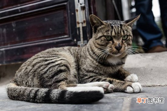 中国狸花猫在国外价格，高达900美元一只